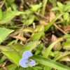 Climbing Dayflower 10-12-22