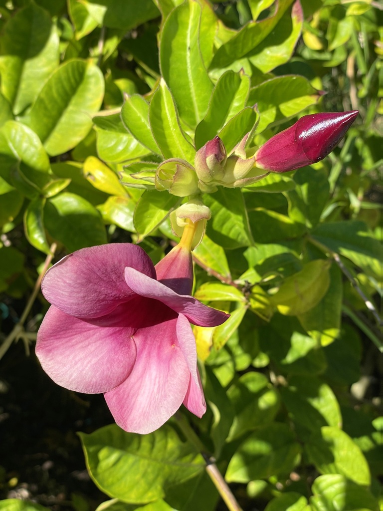 Allamanda blanchetii 12-16-25