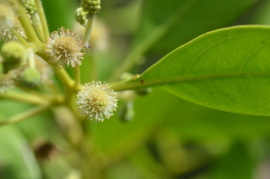 Buttonwood II 7-17-25