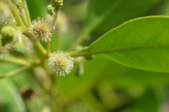 Buttonwood II 7-17-25