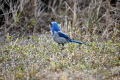Florida Scrub Jay XI 2-4-26