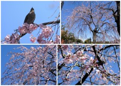 しだれ桜　2024-3-31