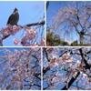 しだれ桜　2024-3-31