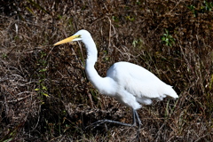 のどごしすっきり　1-20-26