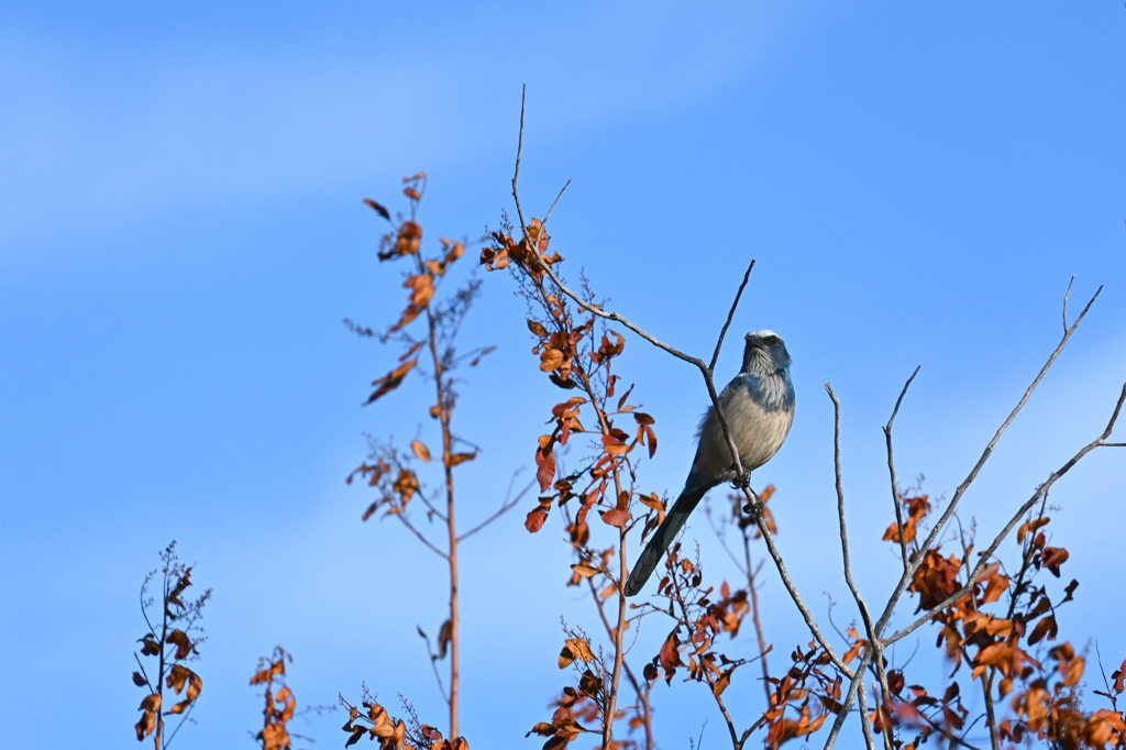 Looking Up for the Sky 11-8-24