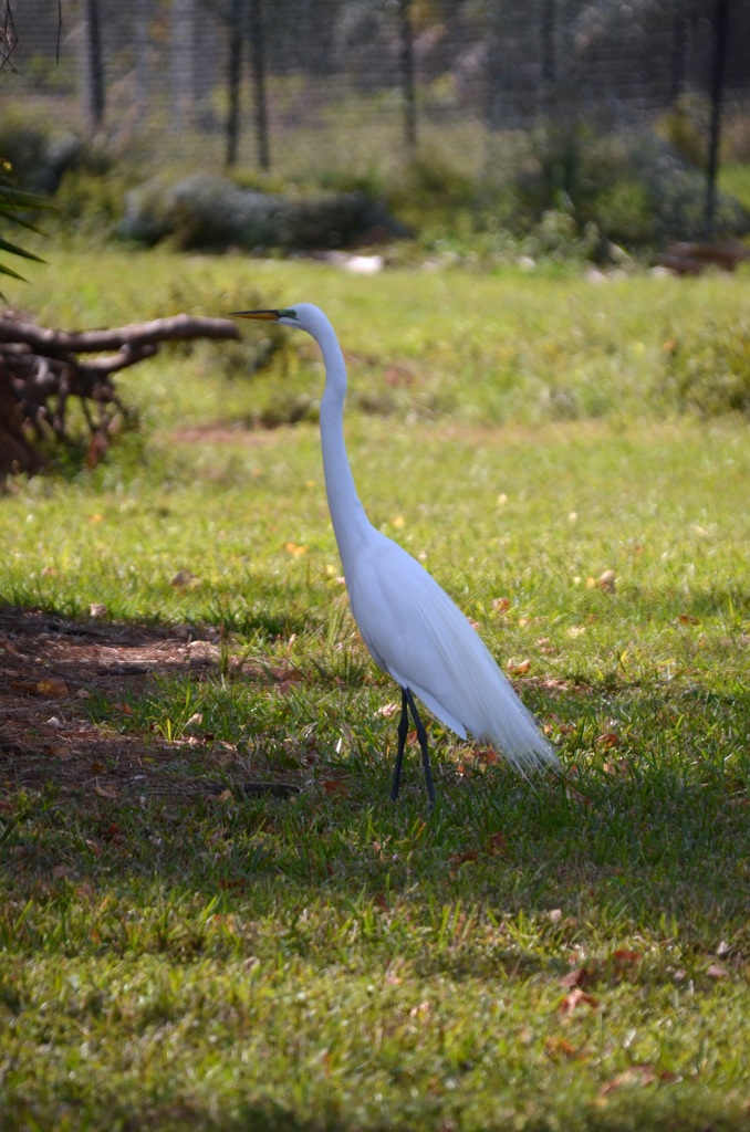 Great Egret I 1-24-23