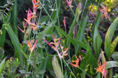 Parrot Heliconia II 8-20-25