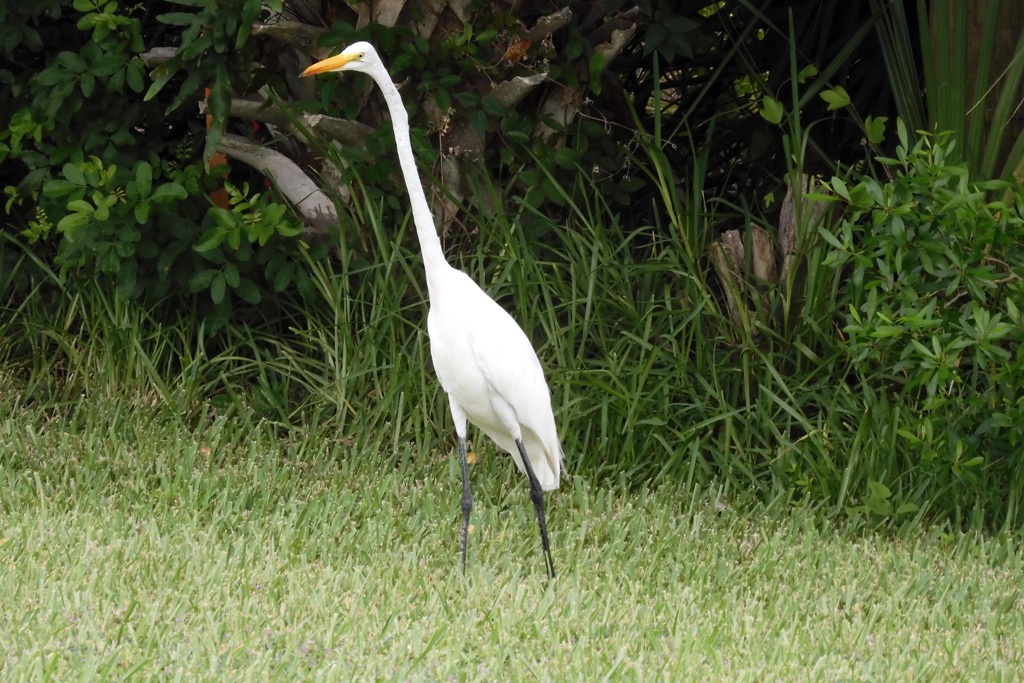 Great Egret I 10-1-23