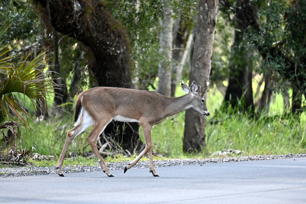 Deer Crossing 10-15-25