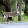 Deer Crossing 10-15-25