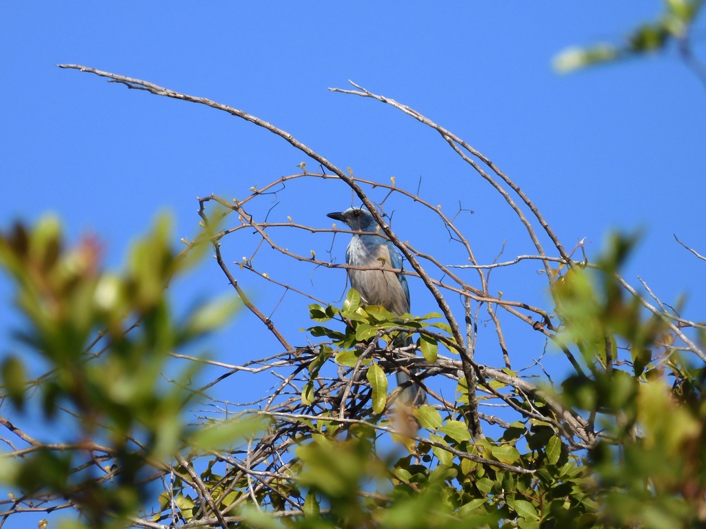 Florida Scrub Jay II 2-27-24