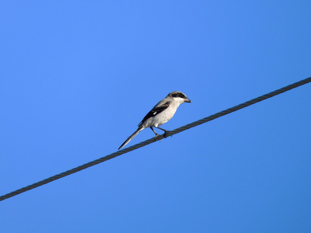 Loggerhead Shrike 9-10-23