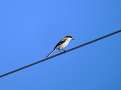 Loggerhead Shrike 9-10-23