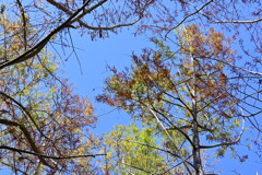 Bald Cypress Woods in Audubon Pennington