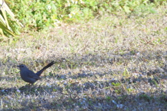 Gray Catbird I 2-22-23