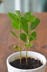 White Mangrove 2-2-25