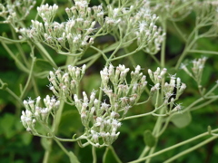 Semaphore Thoroughwort 8-29-23