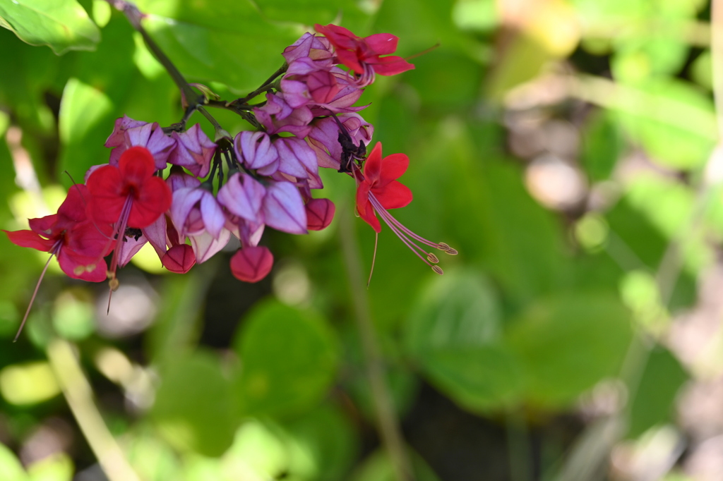Clerodendrum x speciosum　12-16-25