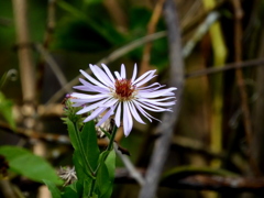 Climbing Aster 2-3-23