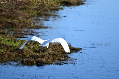 The Flight of a Great Egret  10-15-25