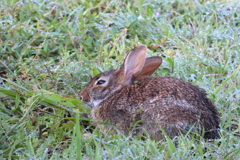 Eastern Cottontail 8-7-23