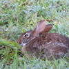 Eastern Cottontail 8-7-23
