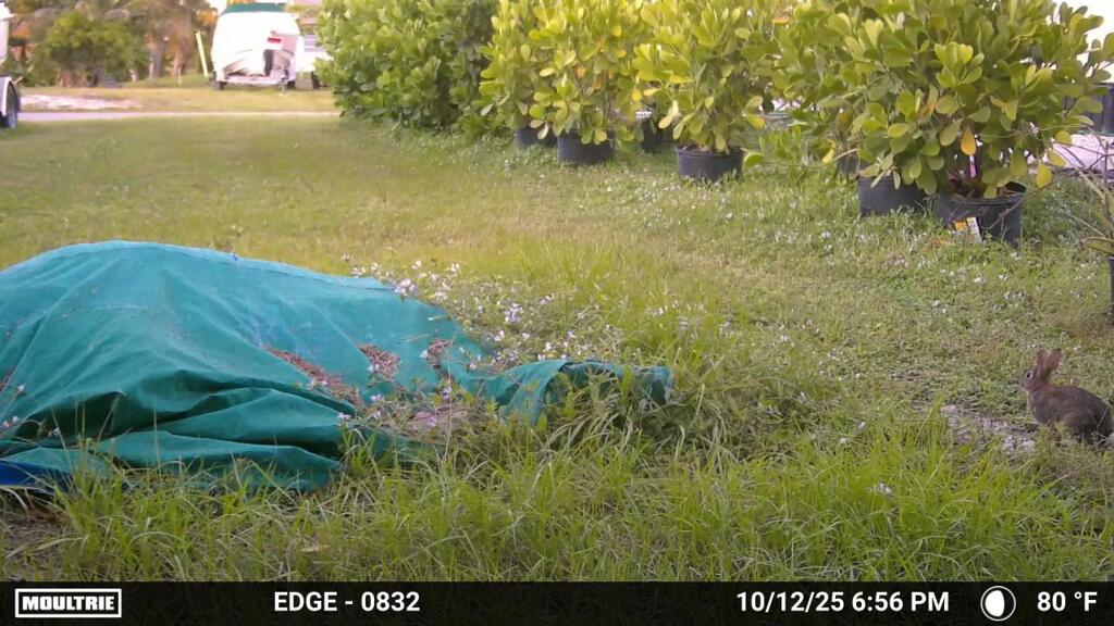 晩のうさぎ　10-12-25