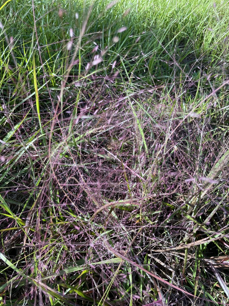 Eragrostis spectabilis 10-28-23
