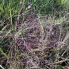 Eragrostis spectabilis 10-28-23