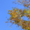 Bald Cypress II 11-29-23