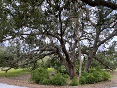 Live Oak Tree 2-3-23