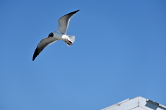 Laughing Gull II 3-26-25