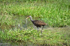 Limpkin I 1-2-23