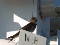 Young Purple Martin 6-27-23