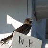 Young Purple Martin 6-27-23