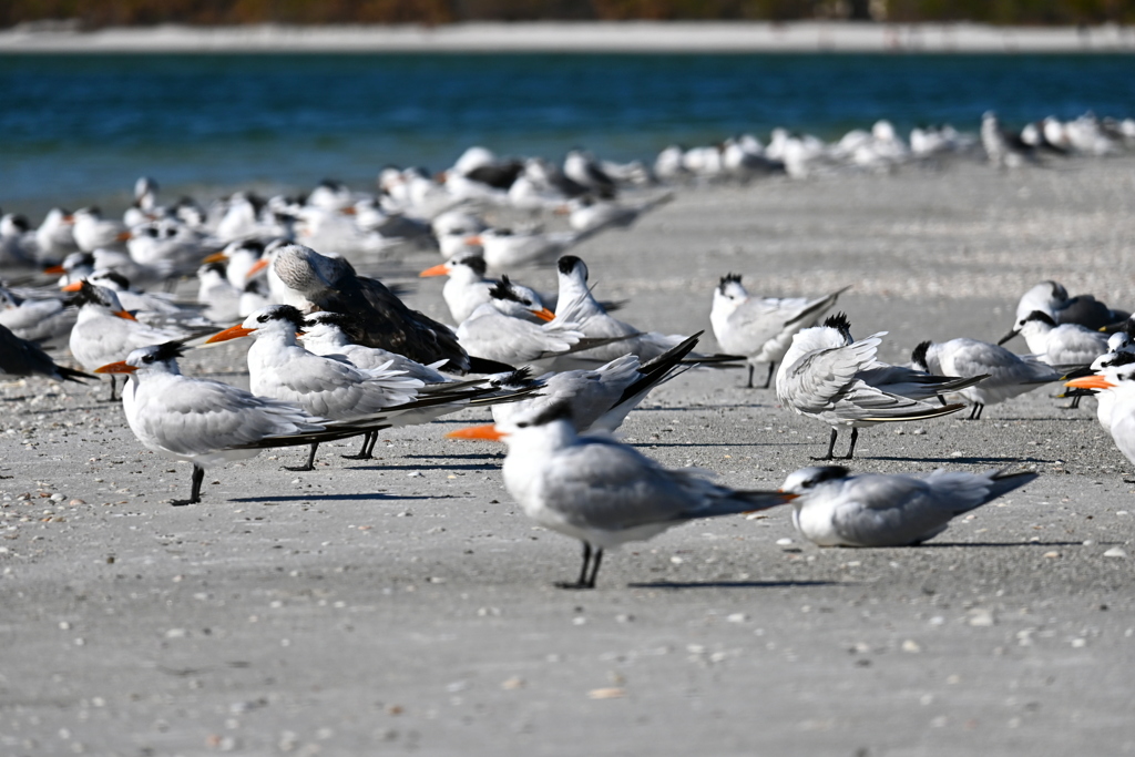 Sandwich Terns 11-26-24