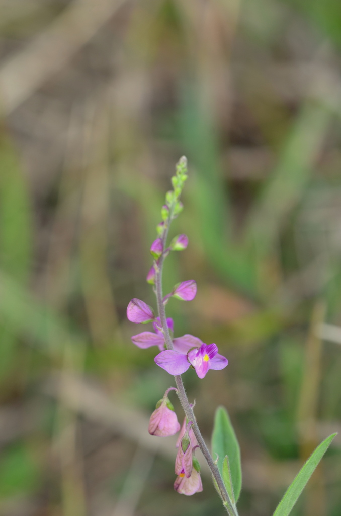Showy Milkwort II 1-4-23