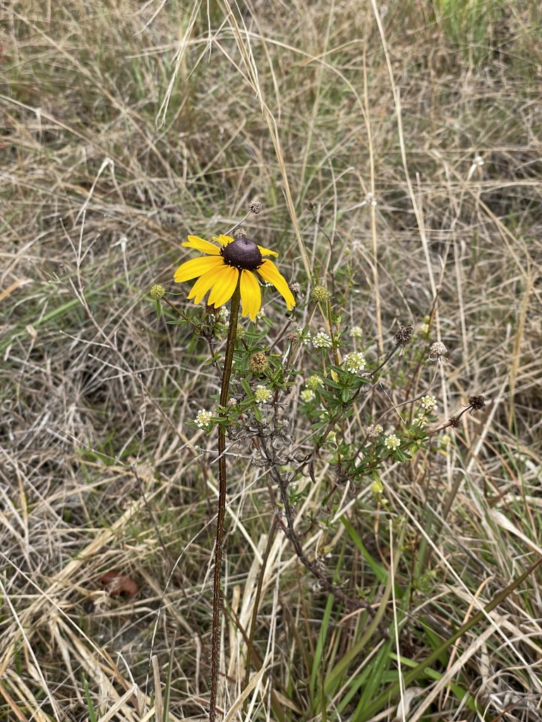 In the Wilderness 3-8-24