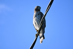 Buteo lineatus extimus 9-20-25