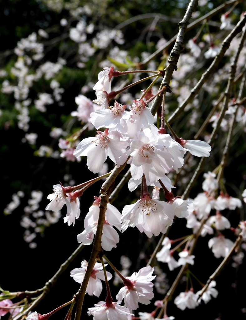 長谷寺の枝垂桜　2024-4-11