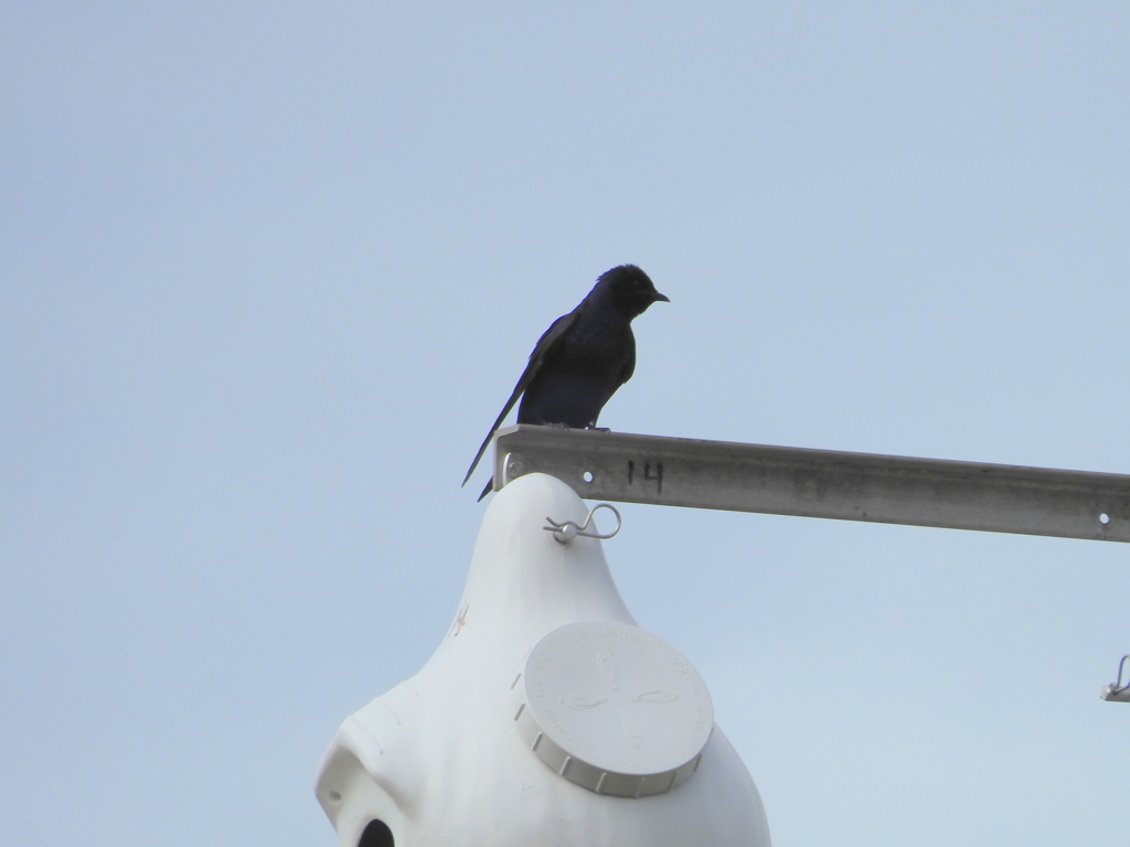 Male Purple Martin I 1-24-23