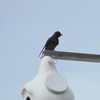 Male Purple Martin I 1-24-23