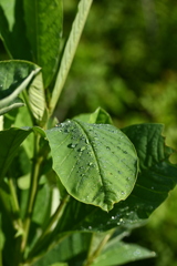 Showy Rattlebox I 8-20-25