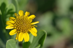 Borrichia frutescens I 5-10-23