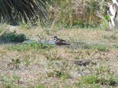 Killdeer and Mourning Dove 5-11-23