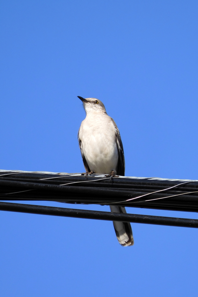 Mockingbird 3-1-23