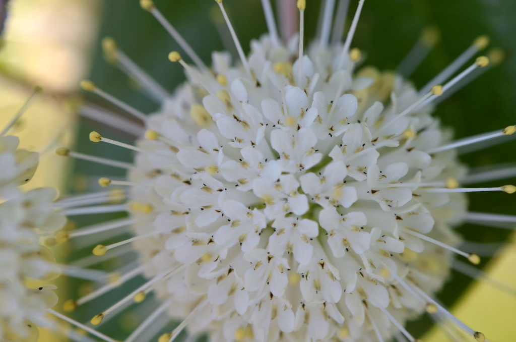 Common Buttonbush III 5-10-23