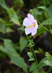 Saltmarsh Mallow 7-9-25