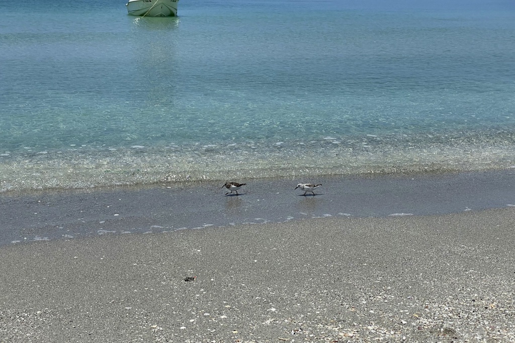 Black-bellied Plover and Sanderling 6-22