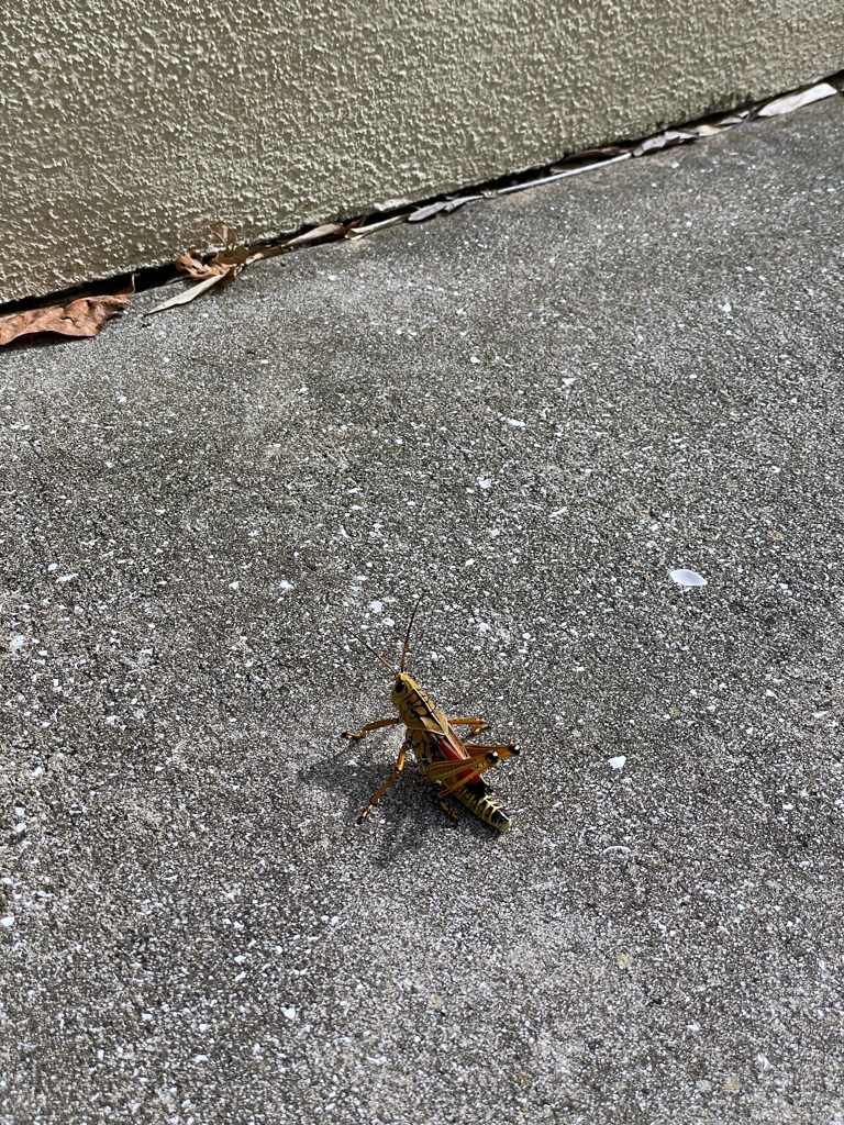 Eastern Lubber Grasshopper I 7-25-23